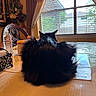 cat, black_cat, fluffy, table, dining_table, window, blinds, water_bottle, basket, chair, curtains, indoor, home, furniture, pet, animal, back_view, daylight, reflection, decor