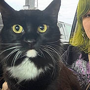 Panda joined the competition — help win amazing prizes! cat, black_cat, white_fur, yellow_eyes, person, green_hair, hand, car_interior, window, seat, pet, domestic_animal, close_up, whiskers, fur, animal_face, indoor, portrait, companionship, curious