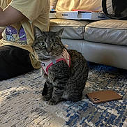 Willow is registered to the contest to win money with this photo: animal, carpet, casual_clothing, cat, chain_necklace, couch, dominos, furniture, home, indoor, leather_couch, person, pet, phone_case, pink_harness, pizza_box, rug, sitting, tabby_cat, yellow_shirt