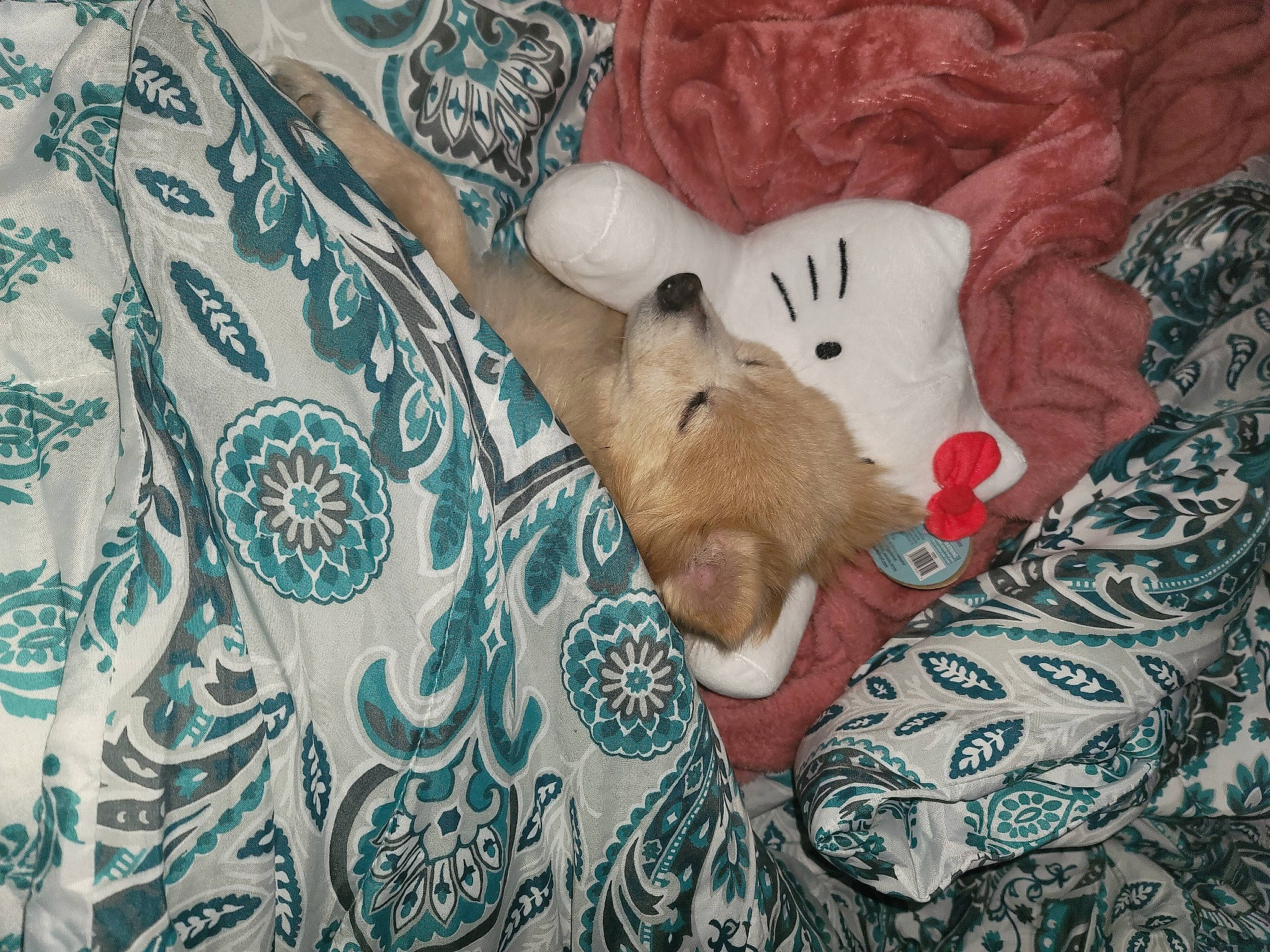 Paris joined the competition — help win amazing prizes! art, bed, bed_sheet, bedding, comfort, companion_dog, fawn, felidae, fur, grey, linens, pattern, pillow, small_to_medium_sized_cats, stuffed_toy, teddy_bear, textile, throw_pillow, toy, wood