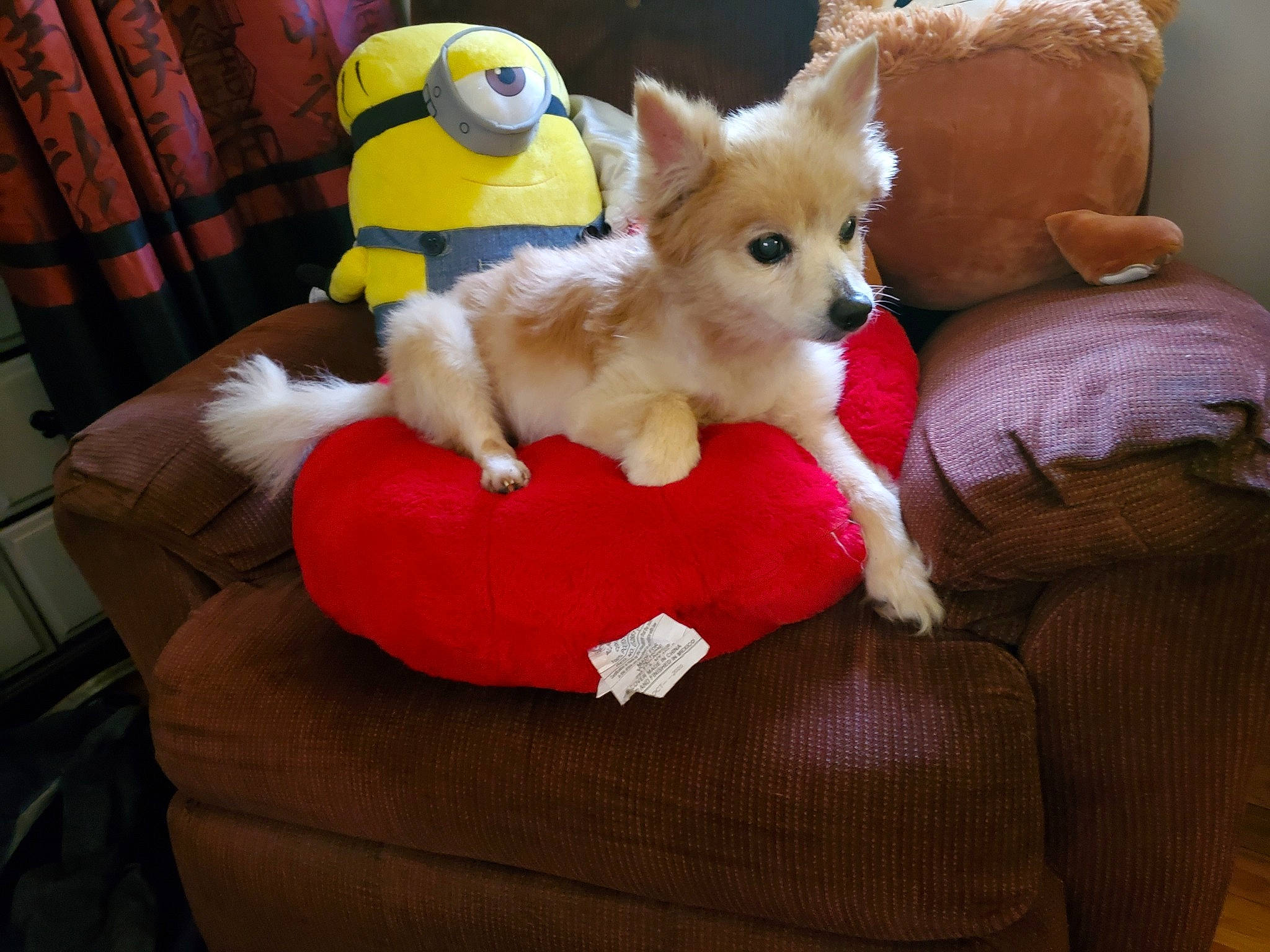 Paris joined the competition — help win amazing prizes! carnivore, chihuahua, comfort, companion_dog, couch, dog, dog_bed, dog_breed, dog_clothes, dog_supply, dog_toy, fawn, felidae, fur, plush, stuffed_toy, tail, toy, toy_dog, working_animal