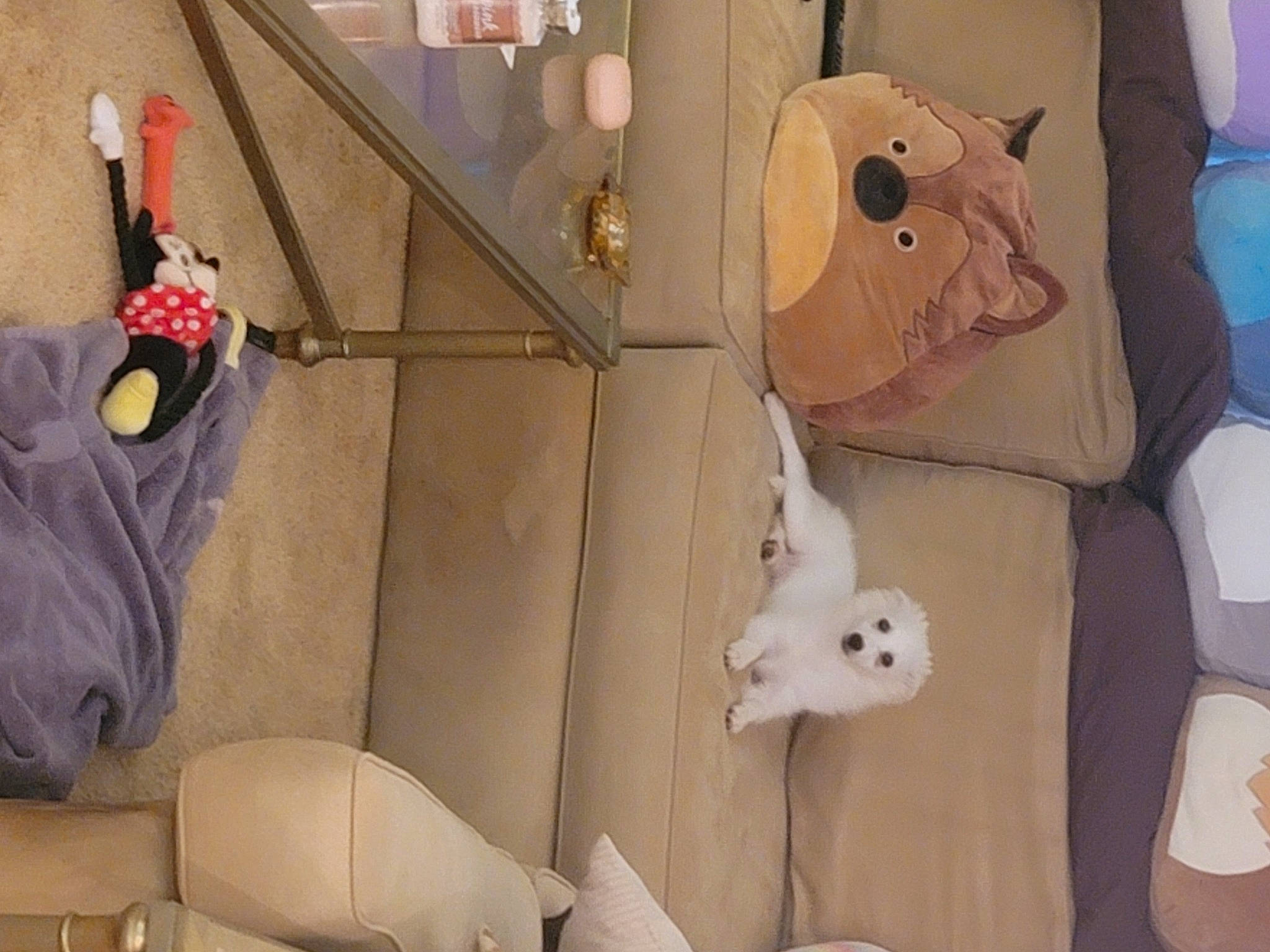 Khalessi is registered to the contest to win money with this photo: art, baby_products, baby_toys, bag, fawn, linens, livestock, paper, paper_product, pattern, plush, product, room, stuffed_toy, teddy_bear, textile, toy, visual_arts, wood, working_animal