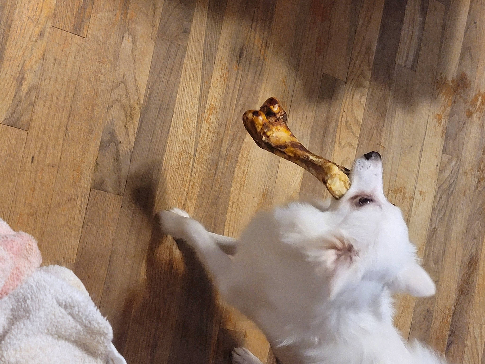 Khalessi joined the competition — help win amazing prizes! canidae, carnivore, companion_dog, dog, dog_breed, driftwood, fawn, felidae, fur, hardwood, human_leg, paw, small_to_medium_sized_cats, sporting_group, tail, terrestrial_animal, trunk, twig, wood, working_animal