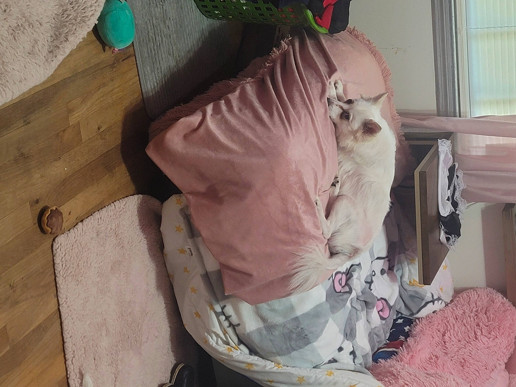 Khalessi is registered to the contest to win money with this photo: bag, baggage, carnivore, cat, chair, comfort, companion_dog, domestic_short_haired_cat, fawn, felidae, fur, hardwood, linens, luggage_and_bags, pet_supply, room, small_to_medium_sized_cats, tail, whiskers, wood