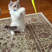 Louie joined the competition — help win amazing prizes! cat, kitten, pet, playing, toy, rug, hardwood_floor, indoor, motion_blur, fluffy, paws, collar, blue_collar, jumping, carpet, home, playful, whiskers, tail, living_room