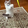 cat, kitten, pet, playing, toy, rug, hardwood_floor, indoor, motion_blur, fluffy, paws, collar, blue_collar, jumping, carpet, home, playful, whiskers, tail, living_room