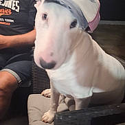 Popsy a rejoint le concours — aidez-le/la à gagner de superbes lots ! baseball_cap, casual_clothing, chair, companion, cushion, cute, dog, evening, furniture, glasses, hat, indoor, looking_at_camera, man, person, pet, relaxed, seated, shorts, white_dog