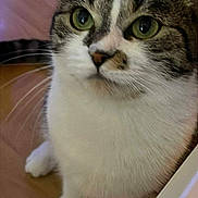 Iris participe au concours pour gagner de l'argent avec cette photo : cat, feline, pet, tabby, white_fur, green_eyes, whiskers, curious, indoor, wooden_floor, closeup, animal, mammal, domestic_cat, cute, sitting, portrait, fur, ears, nose