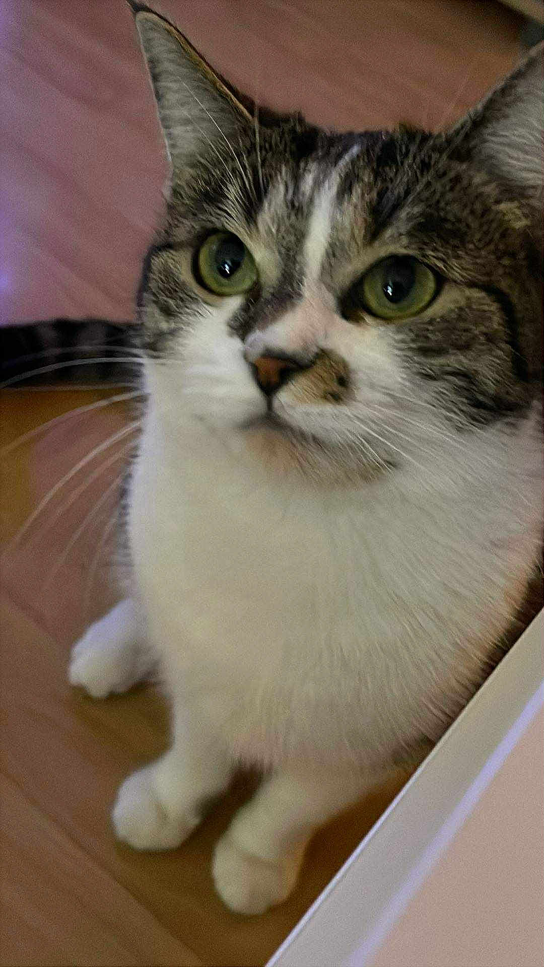 Iris participe au concours pour gagner de l'argent avec cette photo : cat, feline, pet, tabby, white_fur, green_eyes, whiskers, curious, indoor, wooden_floor, closeup, animal, mammal, domestic_cat, cute, sitting, portrait, fur, ears, nose