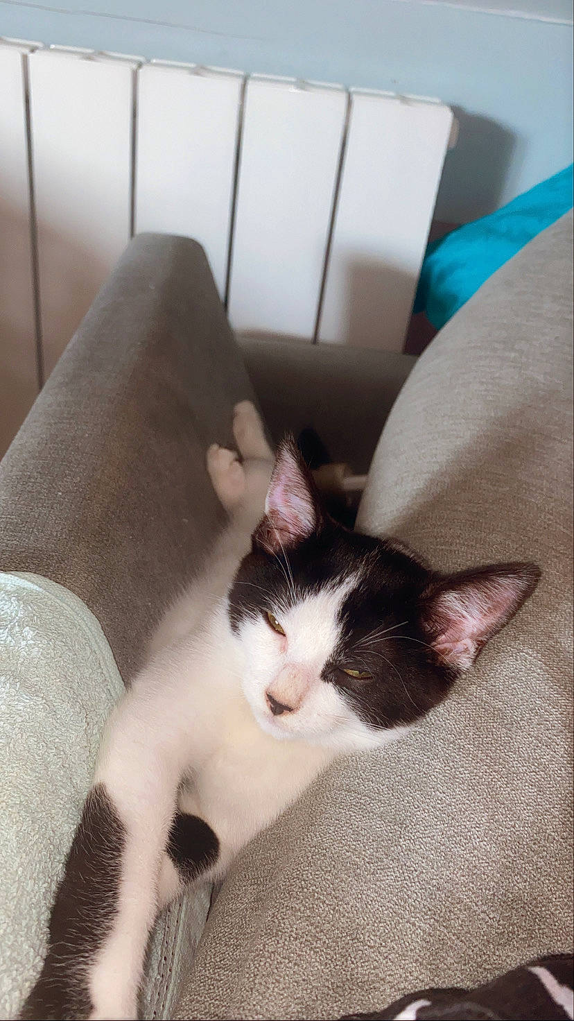 Ruby participe au concours pour gagner de l'argent avec cette photo : carnivore, cat, claw, cloud, comfort, couch, domestic_short_haired_cat, ear, eye, felidae, fur, human_leg, linens, mammal, paw, small_to_medium_sized_cats, snout, tail, whiskers, wood