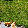 animal, brown_fur, chair_legs, curious, daylight, dog, garden, grass, nature, outdoor, patio, pet, play, plush_toy, shadow, small_dog, stone_floor, sunlight, toy, white_fur