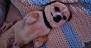 Opium a rejoint le concours — aidez-le/la à gagner de superbes lots ! blanket, blue, collar, comfort, cozy, crocheted_blanket, cute, dog, fur, home, indoor, lying_down, paws, pet, relaxed, resting, sleepy, small_dog, snuggled, white