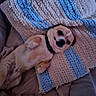 blanket, blue, collar, comfort, cozy, crocheted_blanket, cute, dog, fur, home, indoor, lying_down, paws, pet, relaxed, resting, sleepy, small_dog, snuggled, white