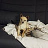 animal, blanket, chihuahua, companion, couch, cozy, cute, dog, domestic, ears, face, fur, furniture, home, indoor, pet, relaxed, resting, sitting, small_dog