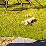 Opium a rejoint le concours — aidez-le/la à gagner de superbes lots ! animal, backyard, chair, daytime, dog, furniture, garden, grass, lawn, nature, outdoor, pet, relaxing, resting, shadow, summer, sunlight, sunny, table, toy