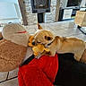 animal, couch, cute, dog, domestic, fireplace, furniture, home, indoor, living_room, pet, playful, plush_toy, relaxed, small_dog, stone_wall, stuffed_animal, television, tile_floor, toy