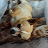 Opium participe au concours pour gagner de l'argent avec cette photo : animal, blanket, blurred, brown_dog, canine, cozy, cute, dog, domestic_animal, floor, furniture, home, indoor, lying_down, pet, relaxing, resting, small_dog, tile_floor, unfocused