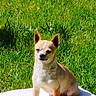 alone, animal, blanket, canine, chihuahua, cute, daylight, dog, fur, grass, greenery, nature, outdoor, pet, portrait, quiet, sitting, small_dog, sunlight, sunny