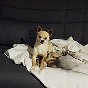 Opium a rejoint le concours — aidez-le/la à gagner de superbes lots ! animal, blanket, chihuahua, companion, couch, cozy, cute, dog, domestic_animal, ears, fur, furniture, home, indoor, pet, relaxing, resting, sitting, sleepy, small_dog