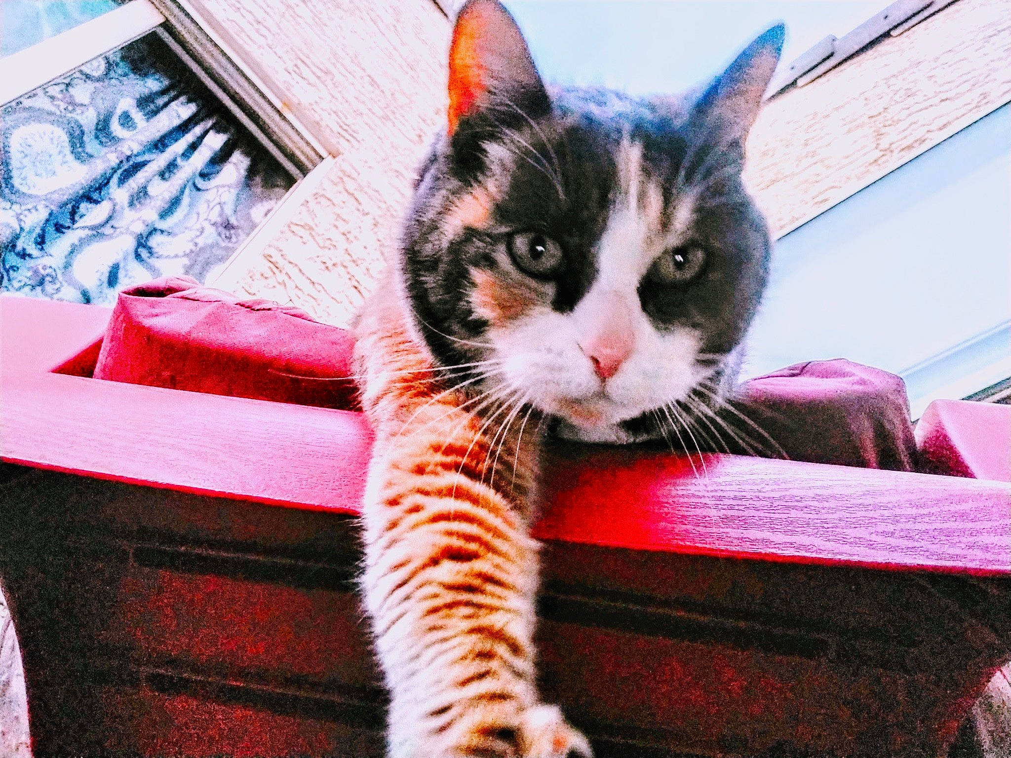 Jellybean is registered to the contest to win money with this photo: carnivore, cat, cat_supply, claw, comfort, couch, domestic_short_haired_cat, felidae, foot, fur, human_leg, lap, paw, sitting, sky, small_to_medium_sized_cats, tail, whiskers, wicker, window