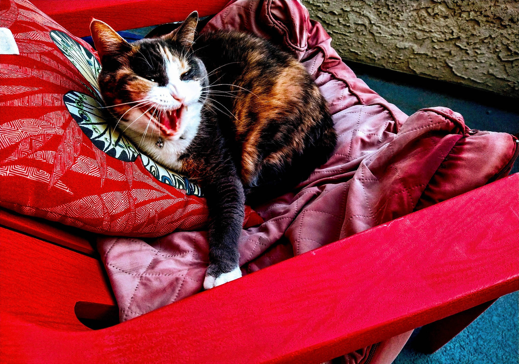Jellybean is registered to the contest to win money with this photo: bag, basket, carnivore, cat, comfort, domestic_short_haired_cat, felidae, fur, grass, linens, magenta, nap, paw, plant, sitting, small_to_medium_sized_cats, tail, tree, whiskers
