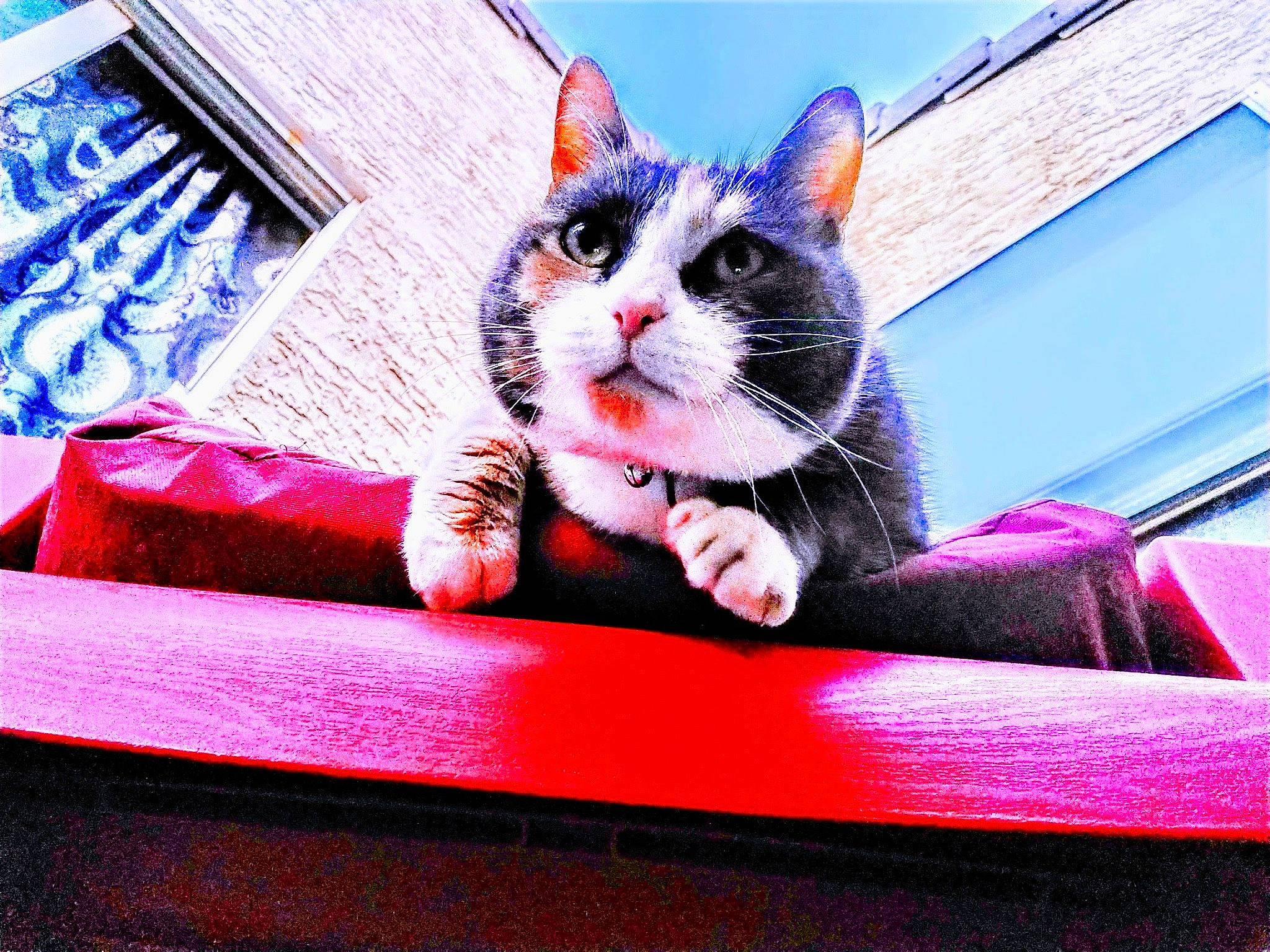 Jellybean is registered to the contest to win money with this photo: automotive_exterior, blue, carnivore, cat, comfort, domestic_short_haired_cat, electric_blue, felidae, fur, magenta, paw, pink, rectangle, sky, small_to_medium_sized_cats, snout, tail, whiskers, window, windshield