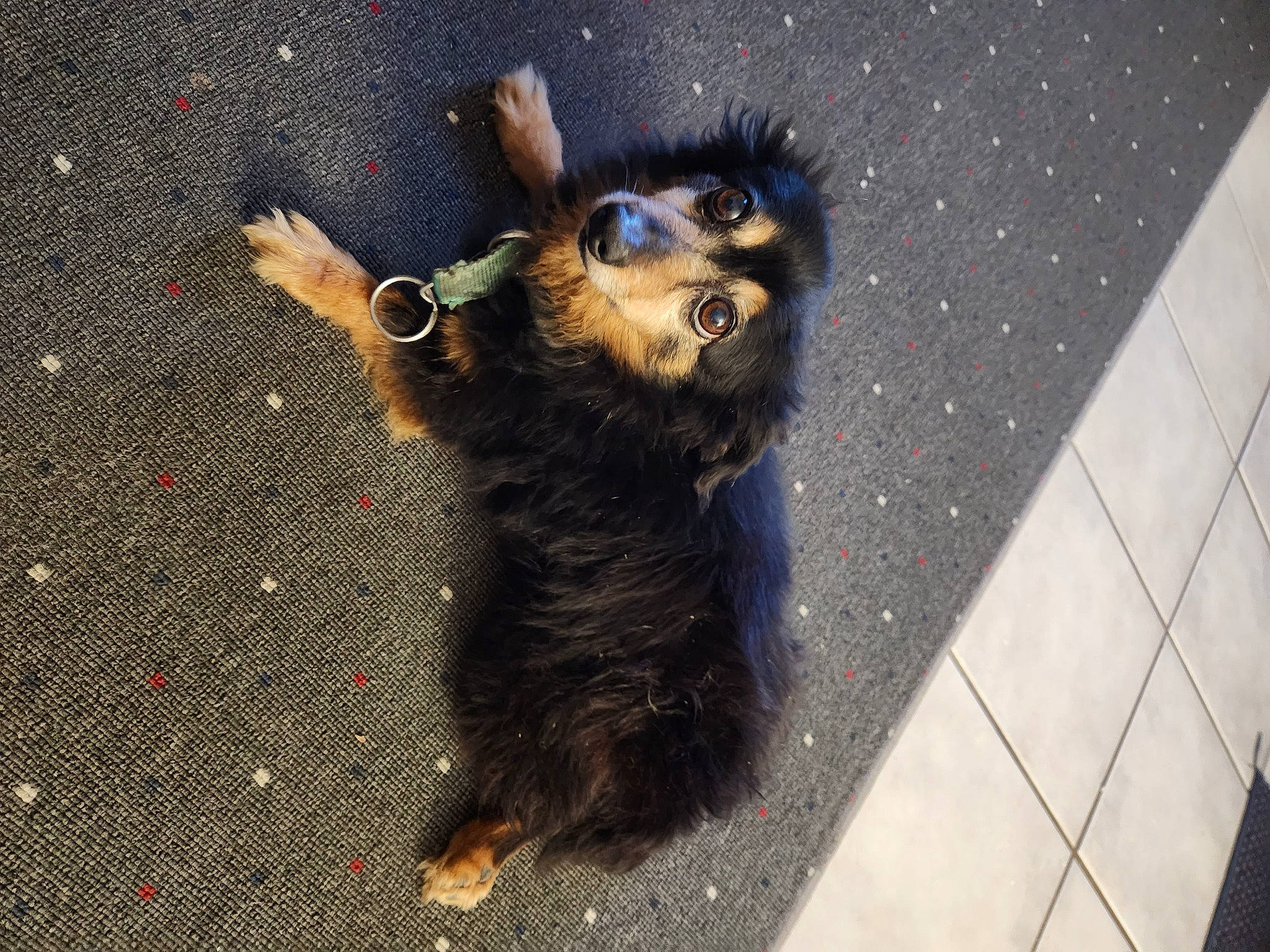 Killer joined the competition — help win amazing prizes! asphalt, canidae, carnivore, companion_dog, dog, dog_breed, fashion_accessory, fawn, flooring, fur, leash, paw, road_surface, shadow, snout, sporting_group, street_dog, tail, tar, toy_dog