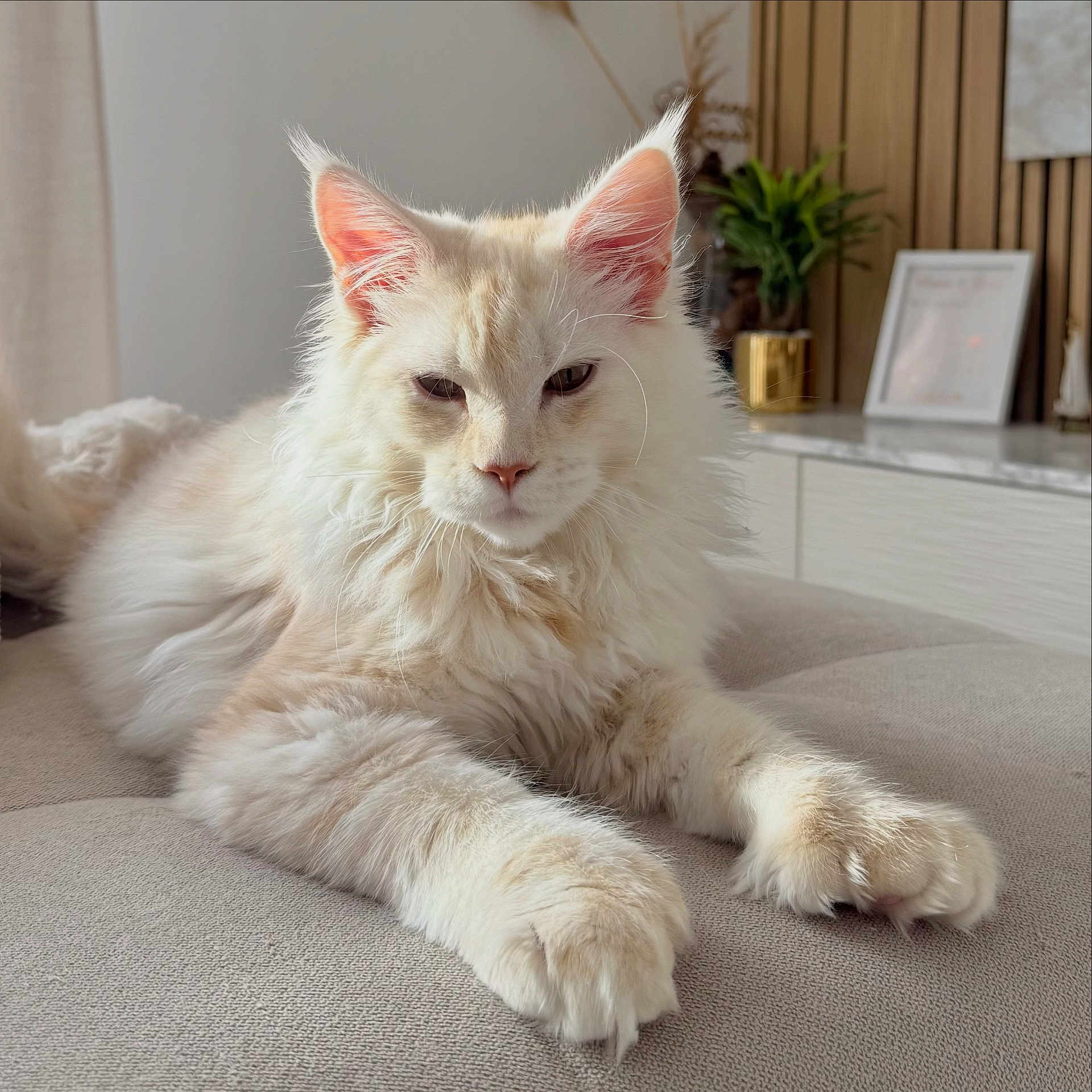 Archie participe au concours pour gagner de l'argent avec cette photo : cat, fluffy, cream_colored, indoor, pet, relaxed, feline, close_up, soft_light, paws, whiskers, ears, fur, couch, home_decor, plant, background, portrait, animal, resting