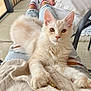 cat, fluffy, cream_colored, pet, lap, person, ripped_jeans, sweater, indoor, chair, concrete_floor, window, relaxed, paws, curious, cozy, feline, animal, domestic, resting