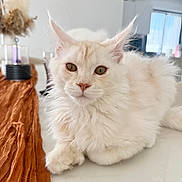Archie participe au concours pour gagner de l'argent avec cette photo : cat, fluffy, cream_colored, indoor, pet, animal, ears, fur, relaxed, table, modern, decor, brown_fabric, close_up, whiskers, cute, domestic_cat, feline, portrait, soft_light
