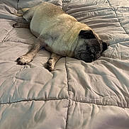 Clarence Junior is registered to the contest to win money with this photo: animal, bed, bedroom, black_and_tan, blanket, cozy, dog, home, indoor, lying_down, paws, pet, portrait, pug, quilt, relaxed, resting, short_hair, sleeping, wrinkled_face
