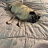animal, bed, bedroom, black_and_tan, blanket, cozy, dog, home, indoor, lying_down, paws, pet, portrait, pug, quilt, relaxed, resting, short_hair, sleeping, wrinkled_face