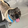 Clarence Junior joined the competition — help win amazing prizes! animal, big_eyes, black_nose, blue_collar, close_up, cute, dog, fawn_coat, floor, funny, indoor, looking_up, panting, pet, portrait, pug, short_hair, standing, tongue, wrinkled_face