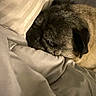 Clarence Junior is registered to the contest to win money with this photo: bed, bedding, black_fur, blanket, canine, closeup, cozy, cute, dog, indoors, nap, pet, pillow, pug, resting, short_coat, sleeping, sleepy, warm_lighting, wrinkled_face
