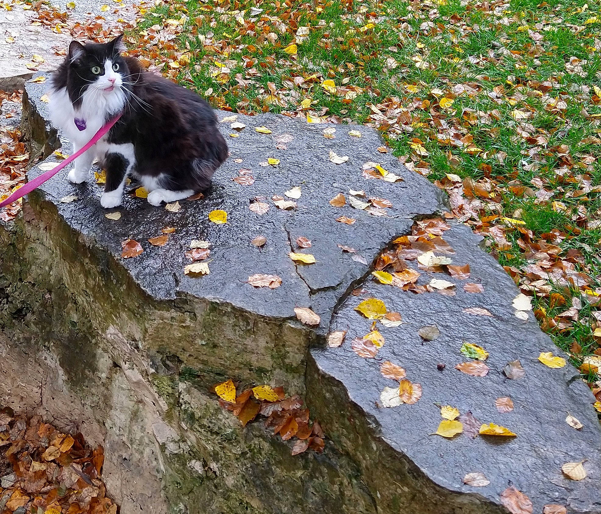 Chie is registered to the contest to win money with this photo: autumn, canidae, deciduous, fawn, grass, grey_squirrel, leaf, plant, squirrel, tail, tree, trunk