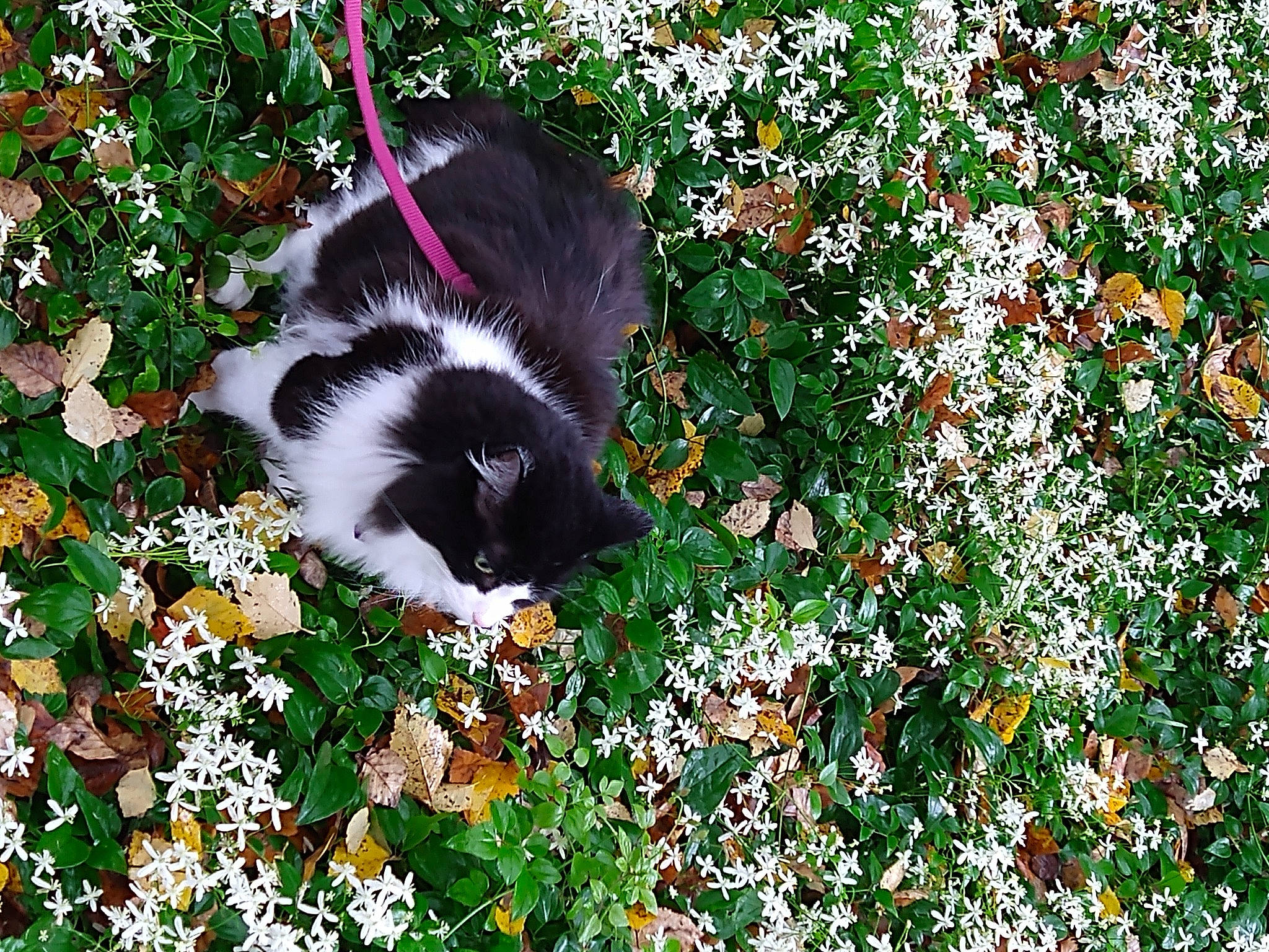 Chie joined the competition — help win amazing prizes! canidae, carnivore, dog, dog_breed, flower, groundcover, japanese_chin, mammal, plant, wildflower