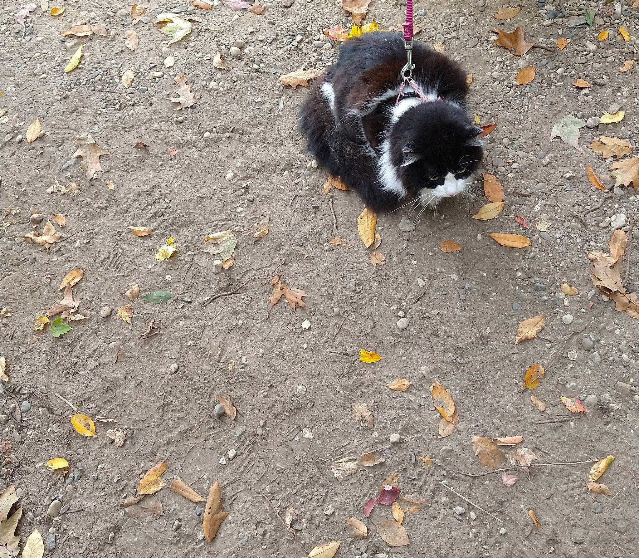 Chie joined the competition — help win amazing prizes! autumn, canidae, carnivore, cavalier_king_charles_spaniel, dog, dog_breed, leaf, soil, sporting_group, tail