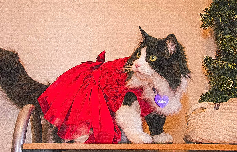 Chie joined the competition — help win amazing prizes! carnivore, cat, claw, domestic_short_haired_cat, event, eye, fawn, felidae, fur, lap, magenta, mammal, paw, sitting, small_to_medium_sized_cats, tail, tree, vertebrate, whiskers, window