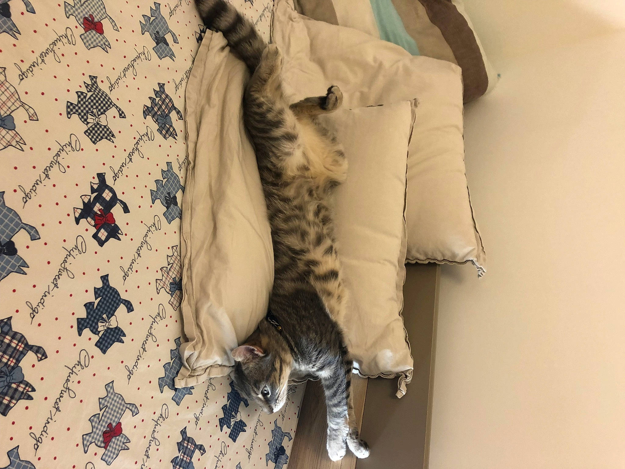 Stitch participe au concours pour gagner de l'argent avec cette photo : dress, fashion_accessory, fashion_design, flooring, fur, fur_clothing, glove, grey, human_leg, knee, linens, pattern, plaid, sleeve, sunglasses, tail, thigh, waist, wood, wool