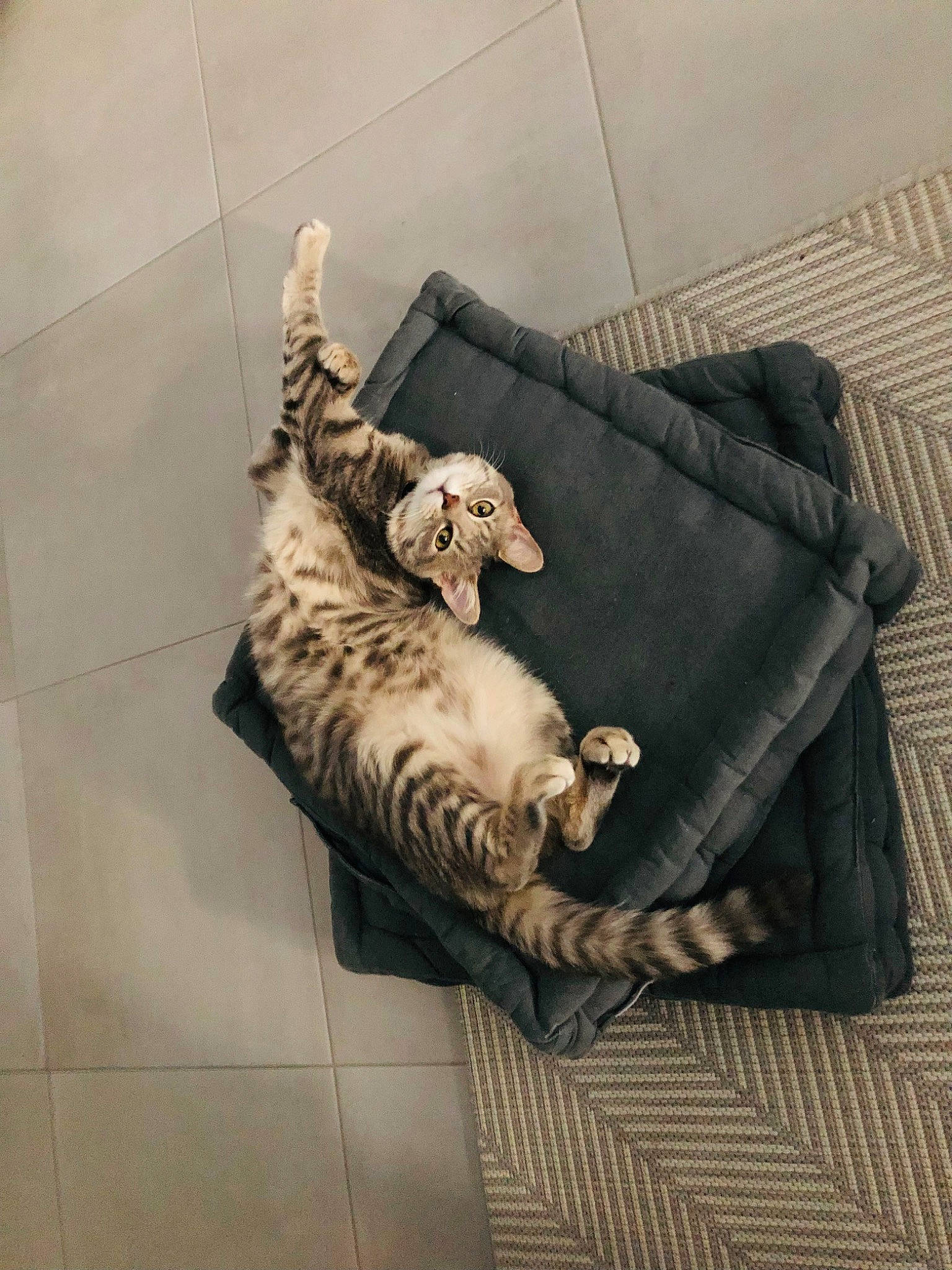 Stitch a rejoint le concours — aidez-le/la à gagner de superbes lots ! carnivore, cat, comfort, couch, domestic_short_haired_cat, felidae, floor, flooring, fur, hardwood, metal, rectangle, small_to_medium_sized_cats, sofa_bed, sporting_group, studio_couch, tail, terrestrial_animal, whiskers, wood