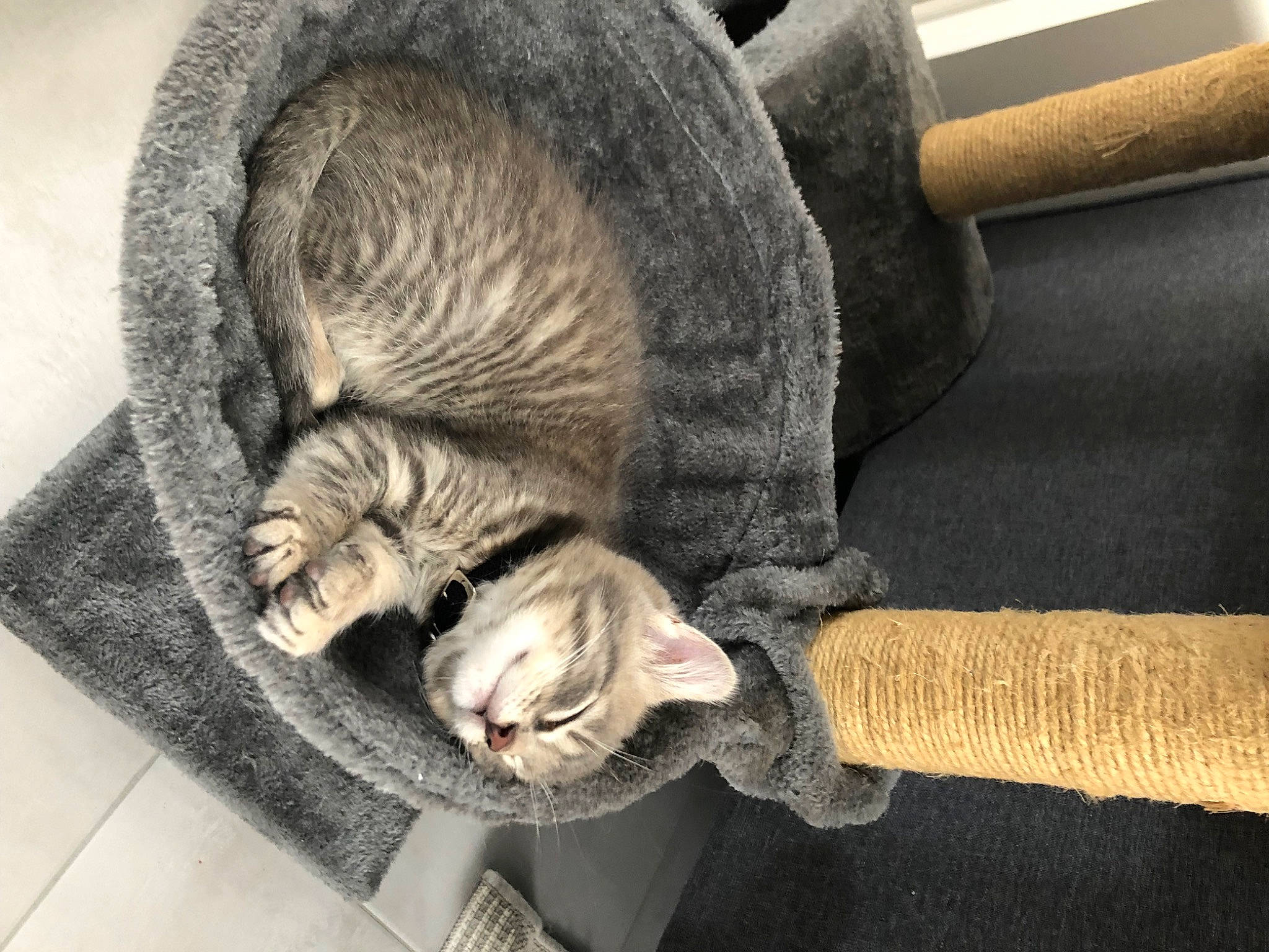 Stitch a rejoint le concours — aidez-le/la à gagner de superbes lots ! art, carnivore, cat, cat_supply, claw, comfort, domestic_short_haired_cat, fawn, felidae, flooring, fur, grey, hardwood, human_leg, nap, paw, small_to_medium_sized_cats, tail, whiskers, wood