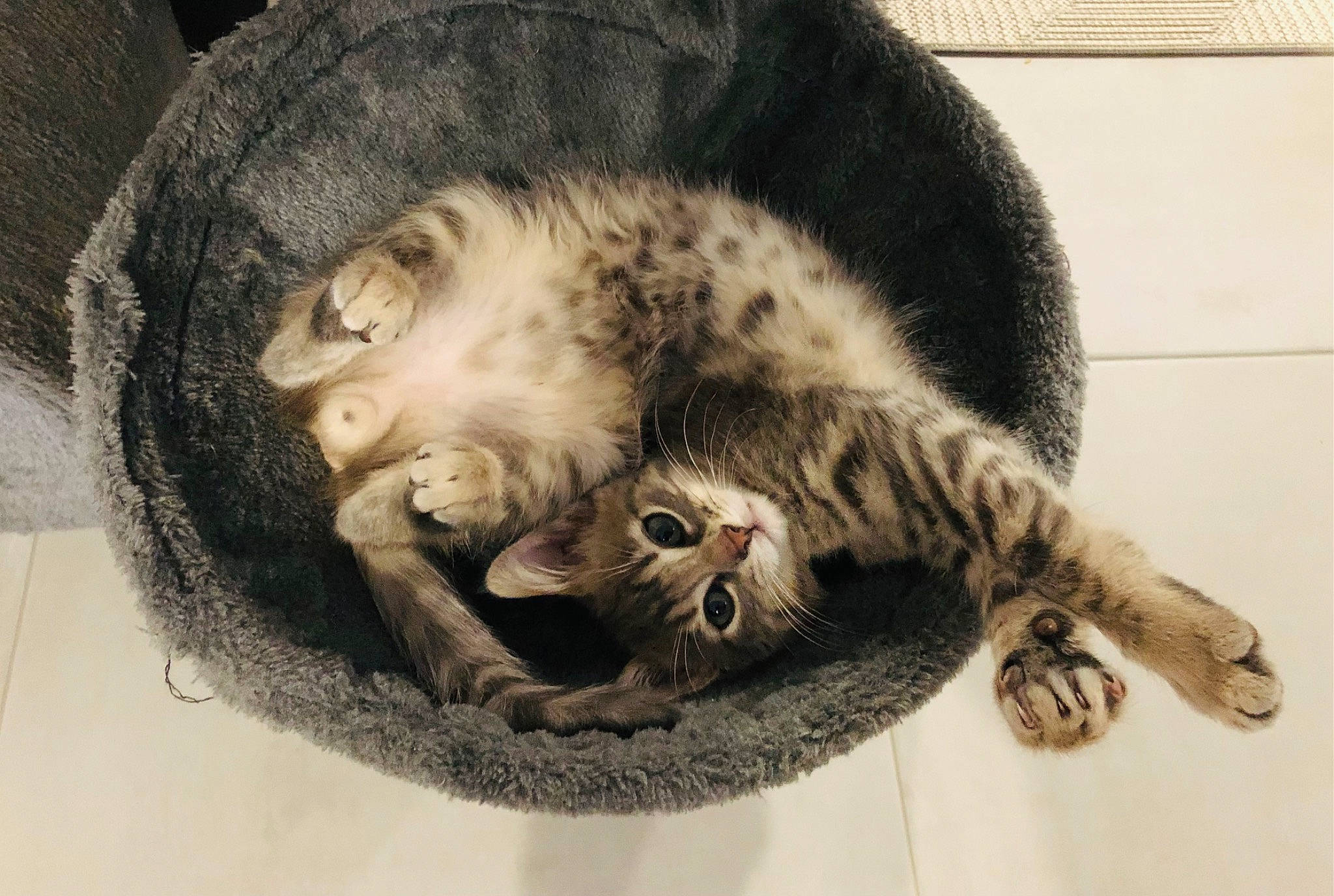 Stitch participe au concours pour gagner de l'argent avec cette photo : carnivore, cat, cat_bed, cat_supply, claw, comfort, domestic_short_haired_cat, felidae, fur, grey, nap, paw, sleep, small_to_medium_sized_cats, snout, tail, terrestrial_animal, whiskers