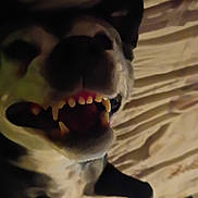 Carma Lou joined the competition — help win amazing prizes! dog, canine, mouth, teeth, fangs, tongue, paw, bed, bedding, sheet, bedroom, close_up, low_light, blurry, upside_down, pet, playful, interior, goofy_expression, portrait