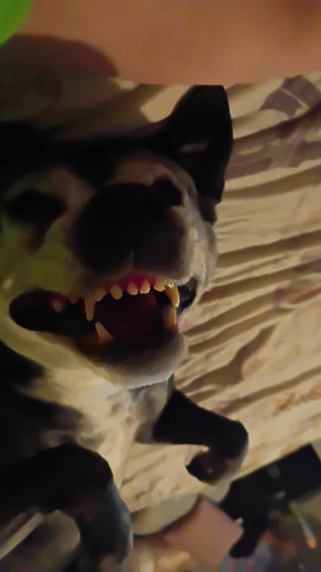 Carma Lou joined the competition — help win amazing prizes! dog, canine, mouth, teeth, fangs, tongue, paw, bed, bedding, sheet, bedroom, close_up, low_light, blurry, upside_down, pet, playful, interior, goofy_expression, portrait