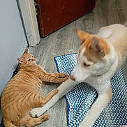 Hercules joined the competition — help win amazing prizes! orange_cat, dog, paw_touch, blue_rug, wooden_floor, door, indoor, pet_interaction, curious_cat, friendly_dog, floor_mat, animal, pet, domestic, playful, orange_fur, white_fur, tan_fur, home, flooring