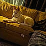 Hercules is registered to the contest to win money with this photo: dog, couch, indoor, curtains, blanket, bag, living_room, pet, relaxing, furniture, cozy, home, carpet, yellow, brown, fur, animal, resting, domestic, canine