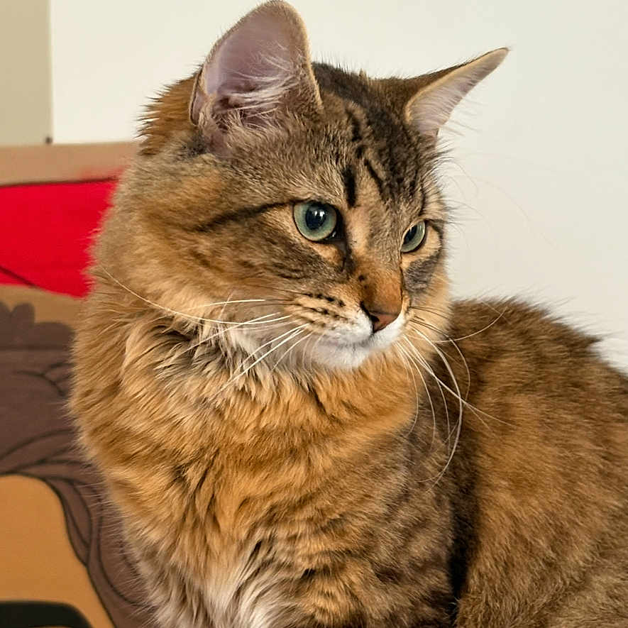Vaïa a rejoint le concours — aidez-le/la à gagner de superbes lots ! animal, artwork, brown, cat, closeup, cozy, ears, eyes, feline, fluffy, fur, indoor, orange, painting, pet, portrait, side_profile, tabby, wall, whiskers