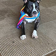 Uno joined the competition — help win amazing prizes! dog, black_and_white, scarf, rainbow, carpet, indoor, pet, animal, cute, relaxed, fur, ears, paw, nose, lying_down, domestic, companion, colorful, textured, portrait