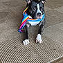 dog, black_and_white, scarf, rainbow, carpet, indoor, pet, animal, cute, relaxed, fur, ears, paw, nose, lying_down, domestic, companion, colorful, textured, portrait