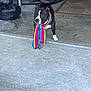 Uno joined the competition — help win amazing prizes! dog, scarf, rainbow, concrete, garage, black_and_white, pet, curious, standing, floor, mat, garbage_bag, metal, indoor, animal, collar, ears, snout, eyes, tail